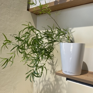 Аспарагус Фалкатус в кашпо Lechuza Deltini 